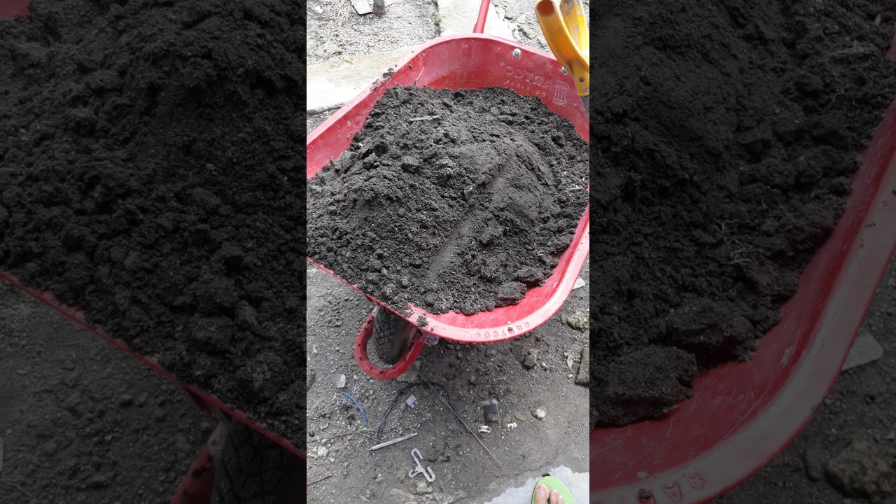 Tutorial menanam batang daun kelor dalam wadah atau pot. 