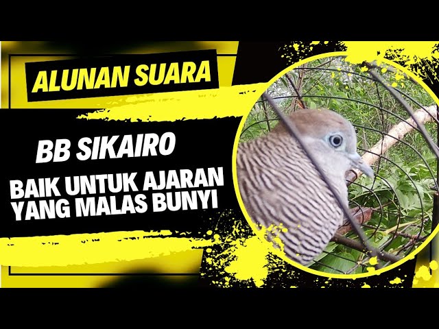 Merbok kampung : Alunan suara bb sikairo..baik untuk ajaran yang malas bunyi di rumah dan di hutan. class=