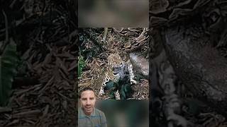 Onça Vs Sucuri 🐍🐆😱