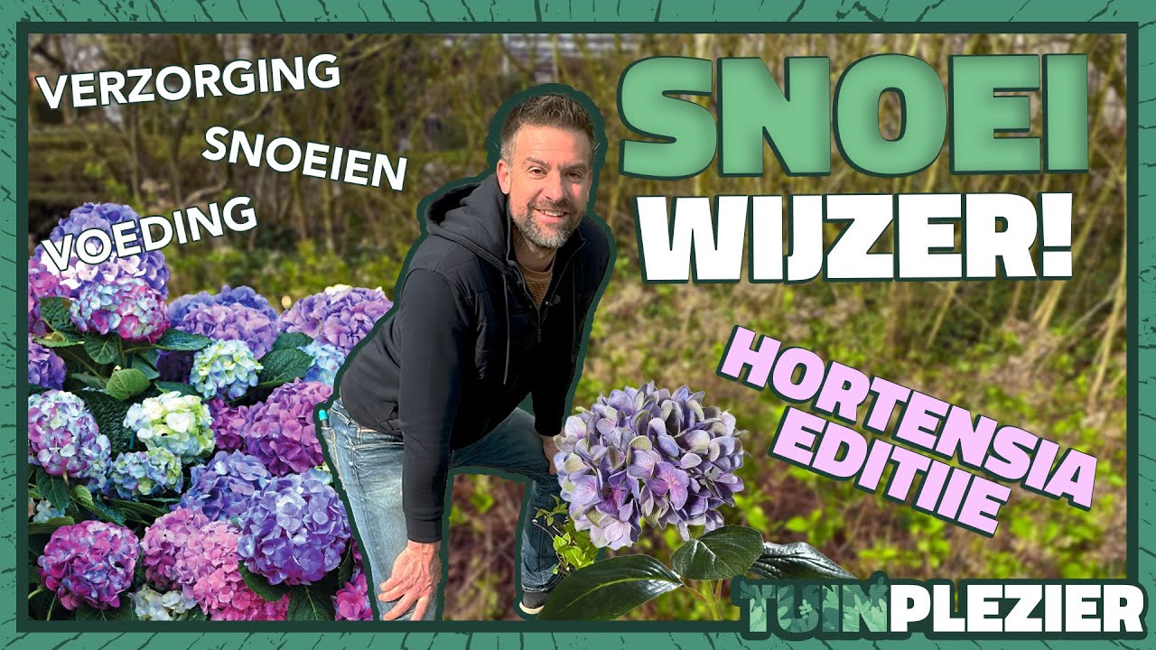 Hoe verzorg je een Hortensia? SNOEIWIJZER! | Tuinplezier🪴