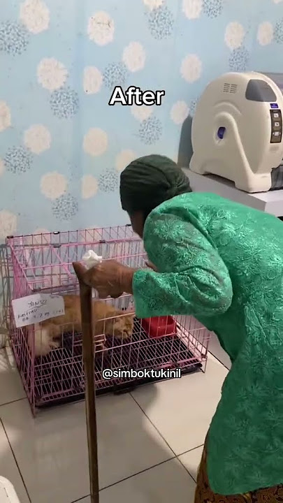 Download lagu tak spil hbs steril😁 #simboktukinil #lucu #harusberanda #cat #kucing #catlovers #pecintakucing