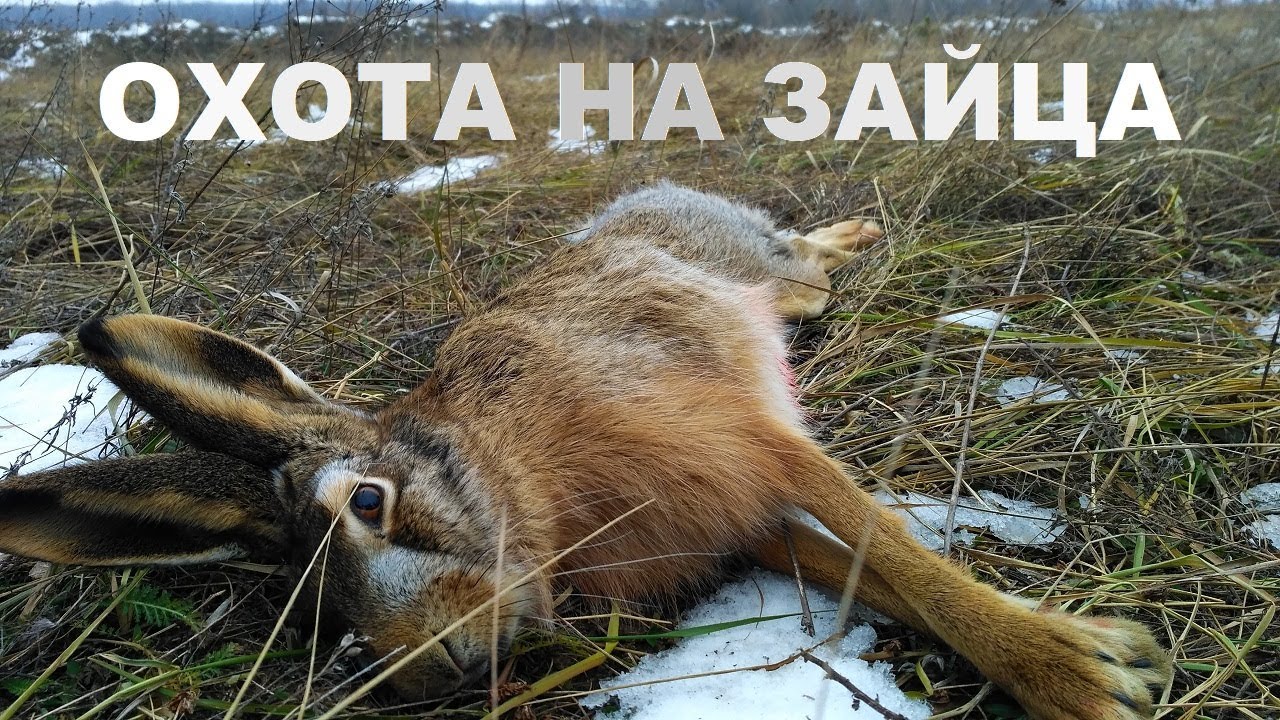 охота с риджбеком на зайца