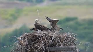 The Osprey a bird of prey
