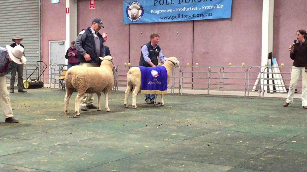 Supreme champion Poll Dorset ram at the Australiasian Dorset Championship