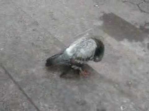 Zerle the Pigeon!!