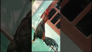 Ayam Bangkok Wiring kuning super keren #shotrs