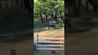 This looks a little silly lol#horse#equestrian#bitless
