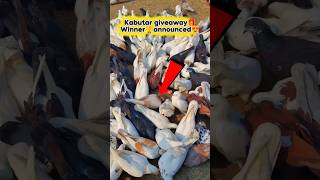 Kabutar giveaway🎁Winner🏆announcement😍|| #shorts #viral #minivlog #trending