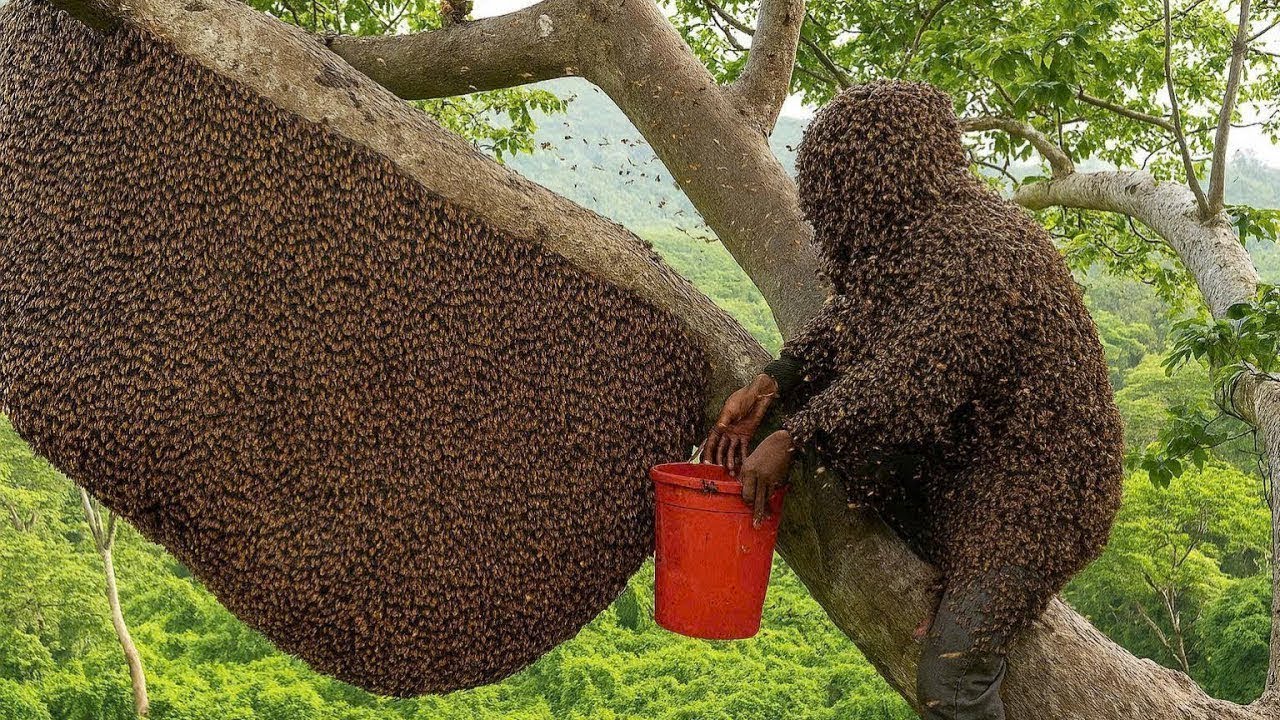 extreme wild honey hunt harvesting 2 honeycombs from a... Secrets of Collecting Wild Honey with Ancient Forest Skills - YouTube