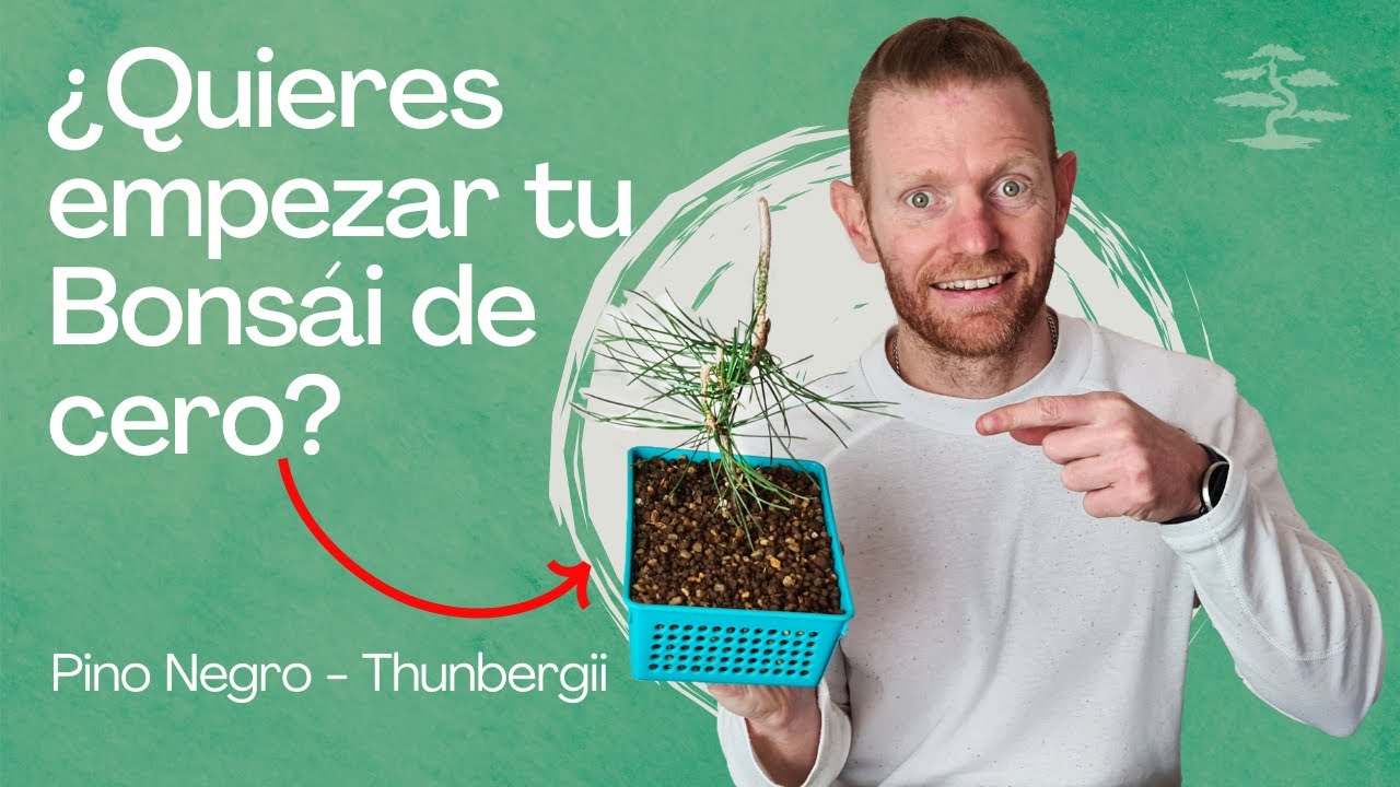 🌲Primer Trasplante del Pino Negro a Maceta Pre Bonsái 🌲