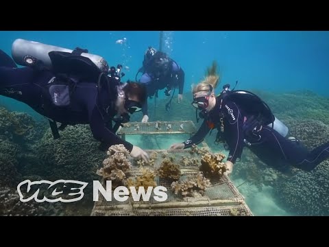 Vídeo: Quanta poluição o SEA LIFE mata?