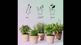Studio GBM x Sprout Plantable Pencils