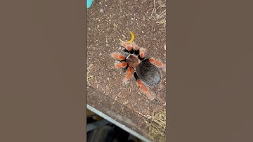 Oh She’s Hungry :) !  # #fyp #tarantulafeeding #tarantulavideo #shortvideo #foryou #tarantula #feed