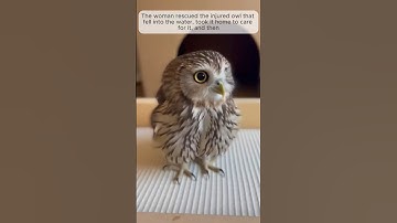 She Rescued an Injured Owl... Look At It Now! #shorts #owl #animals