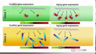 ageLOC R2 science Part 1 of 2