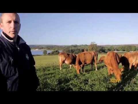 How We Farm Our Beef : Story Organic