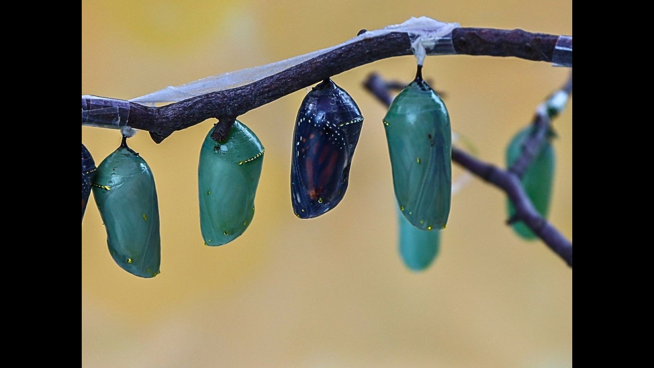 To make a donation, visit our website at https://firstchurchofmilford.org/giving/

10:00 AM Worship service on Sunday is live-streamed on LocalLive TV 
https://3850-first-united-church-of-christ.livecontrol.tv/

If you would like to donate and help with our online live-streaming costs, you can mail your check to First United Church of Christ, 34 W. Main St, Milford, CT 06460.  Please note "for live-streaming" in memo line.  Thank you!
 
Music Reprinted, Performed and Used with Permission Under:  
CCLI 4483136, One- License A-134621, 
WorshipCast and PerformMusic 14088