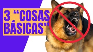 🚀Desbloquea PASEOS TRANQUILOS 3 Claves Infalibles CALMAR AGRESIVIDAD PERRO by ADIESTRAMIENTO CANINE-SERVICE 6,857 views 4 months ago 4 minutes, 12 seconds