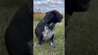 Staffy Ignore The Camera . Staffordshire Bull Terriers Avoids Camera