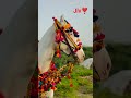 #lifeisbutadream #horse