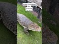 Cuban Crocodile Jump Gatorland Conservation 
