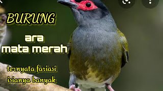 Burung Ara Mata Merah Langka Suaranya Mantab burung kicaumania masteran gb Vans semua