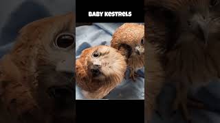 baby kestrels #kestrel #babybirds #shortsfeed #youtubeshorts