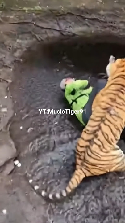 two tigers pounce on fishermen #animals #tiger #wildlife
