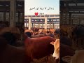 #pindawale #cow ##buffalo #cattlefarm #dairyfarm #desiviilagelifetstyle