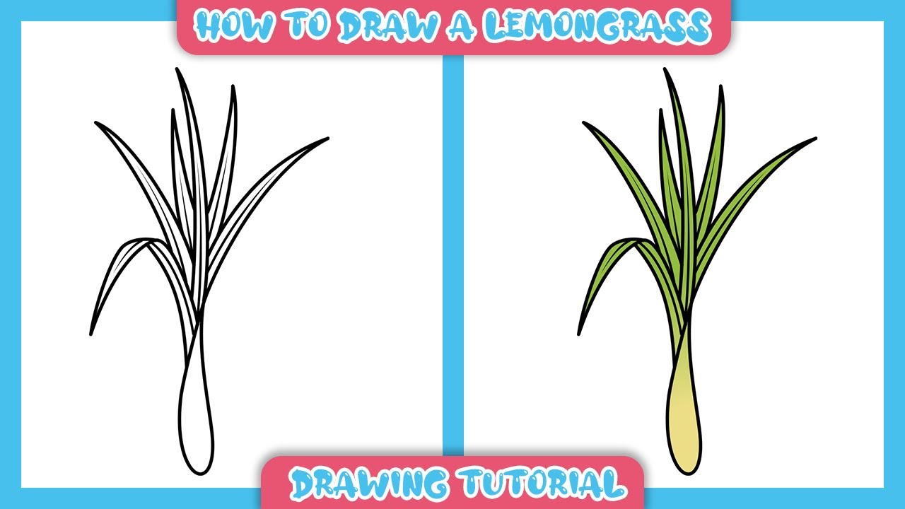 How To Draw Lemongrass YouTube How To Draw Lemongrass YouTube