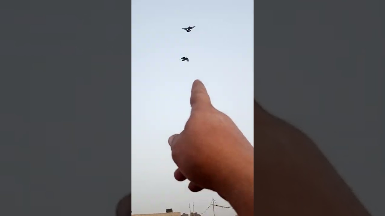 هذا الحمام لا يثمن بمال كما يدعون