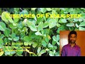 Diseases of Fenugreek | Spices &amp; Condiments | Plant Pathology