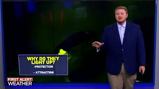 The illuminating science behind lightning bugs Profile