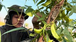 Download Lagu KORO Bonenoogst (langzaam leven in het dorp) MP3