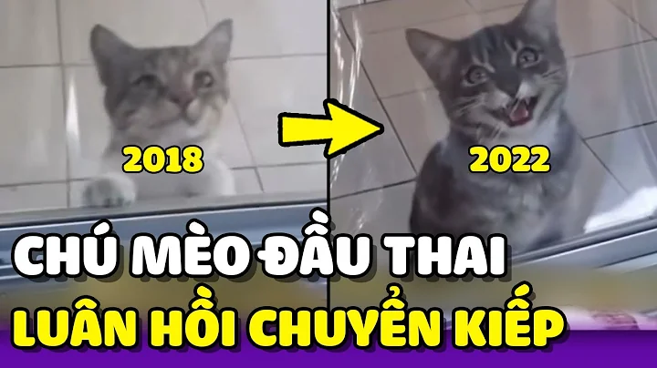 Chú mèo đầu thai xong vẫn tiếp tục đi xin ăn chủ cũ 😘 | Yêu Lu Official