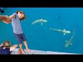 Trust fall with sharks in the maldives  manillas 7 yr old birt.ay