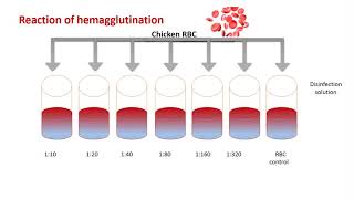 Reaction of hemagglutination for detection of influenza virus titer