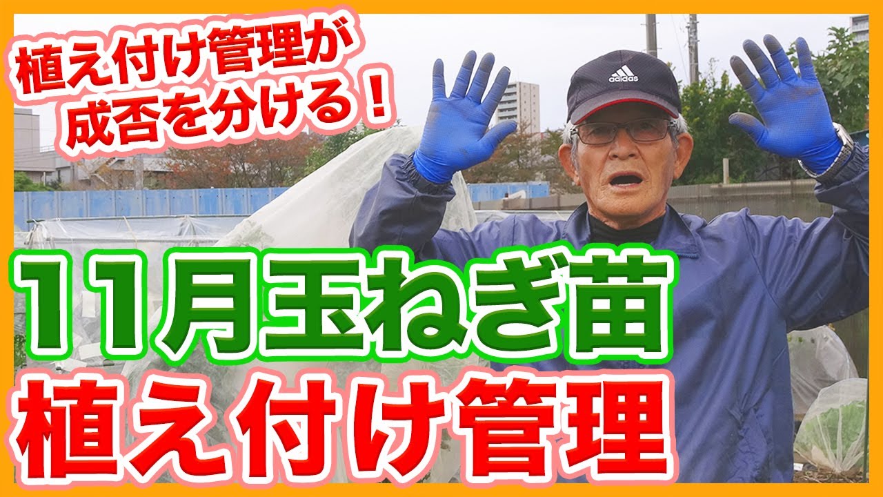 Tips for growing onion seedlings from a Japanese farmer ! - YouTube