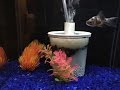 How To Make Betta Cup Sponge Filters
