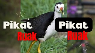 SUARA PIKAT RUAK PAGI SIANG SORE