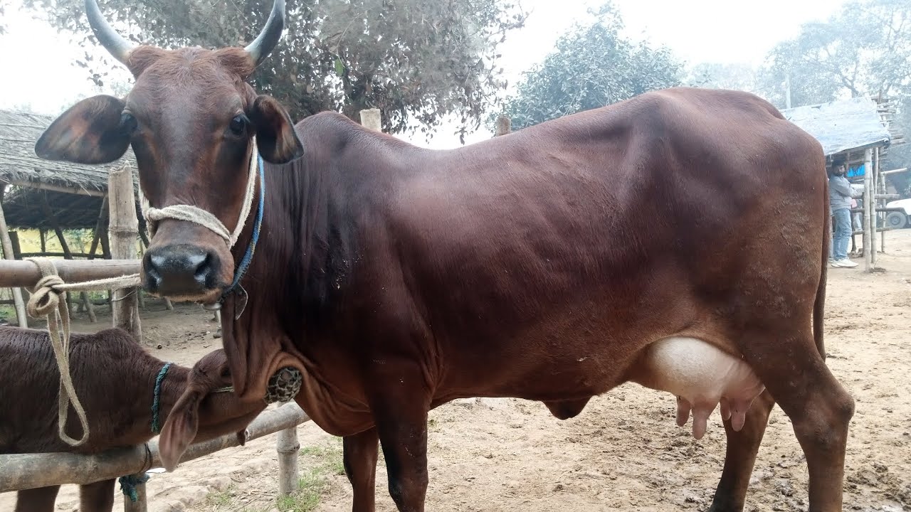 प्रत्येक बुधवार को लगने वाली पशु मंडी chausa pasu mandi. Buxer (Bihar) 
