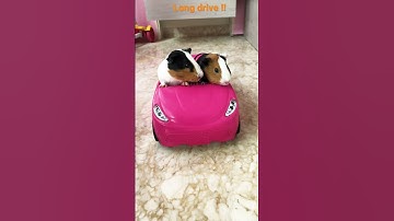 Thumbnail of Guinea pig driving the car!! Guinea pig playing, fun with Guinea pigs