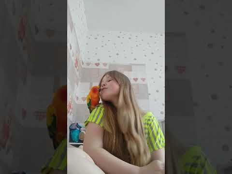 Попугай Аратинга Рики