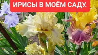 видео: КАК ЖЕ ОНИ ХОРОШИ! ИРИСЫ БОРОДАТЫЕ В МОЁМ САДУ! ЕЩЁ ОДИН ОБЗОР ПЕРЕД ЗАВЕРШЕНИЕМ ИХ ЦВЕТЕНИЯ! картинка: КАК ЖЕ ОНИ ХОРОШИ! ИРИСЫ БОРОДАТЫЕ В МОЁМ САДУ! ЕЩЁ ОДИН ОБЗОР ПЕРЕД ЗАВЕРШЕНИЕМ ИХ ЦВЕТЕНИЯ!