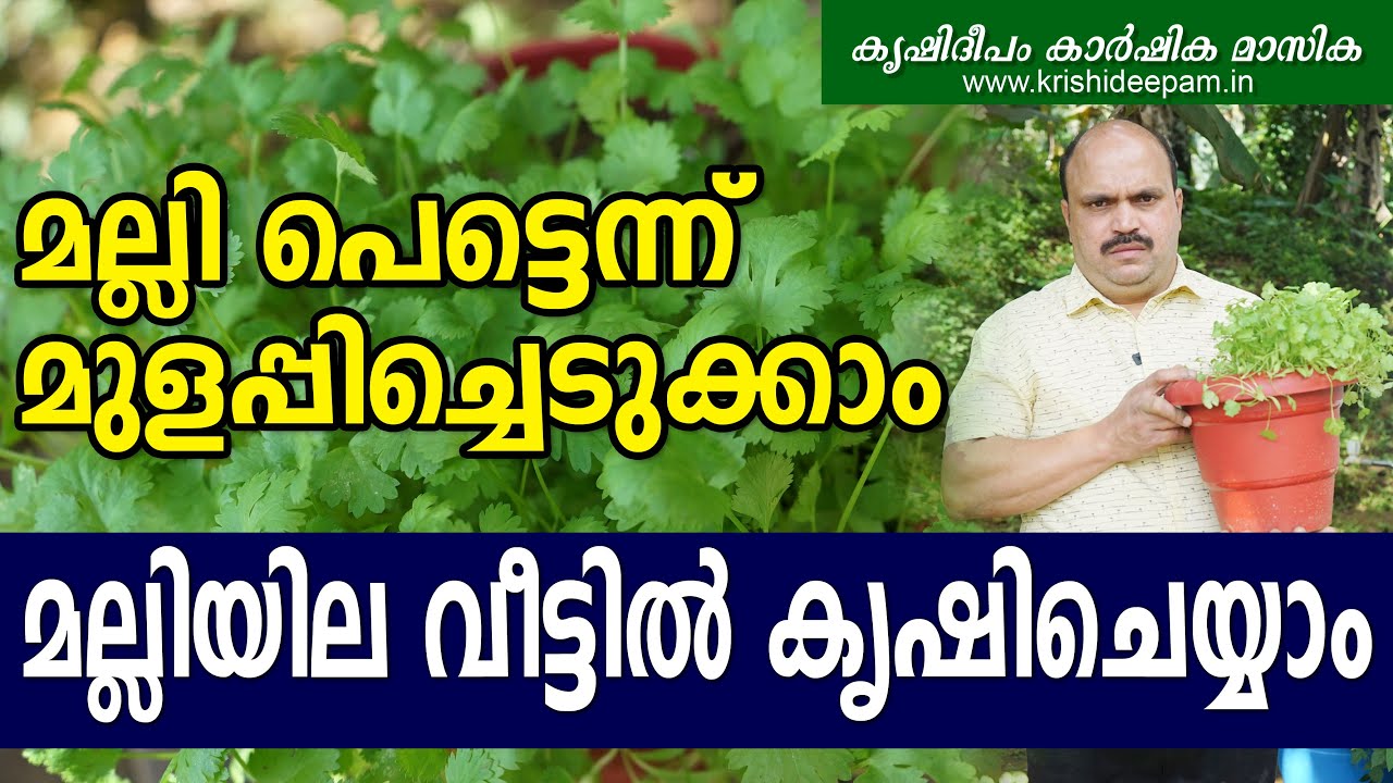 മല്ലി പെട്ടെന്ന് മുളപ്പിച്ചെടുക്കാം, മല്ലിയില വീട്ടിൽ കൃഷി ചെയ്യാം | How to grow coriander at home