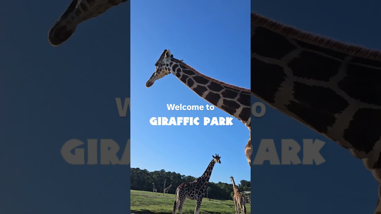 Welcome to "Giraffic Park" 🦒