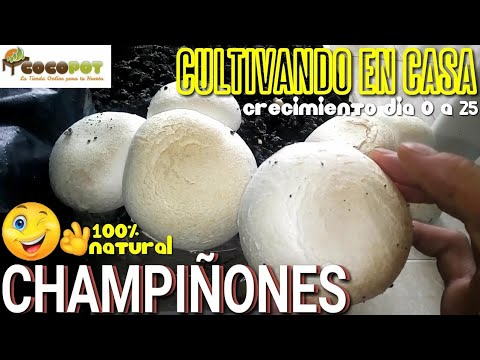 Video: Cómo Cultivar Champiñones En Una Casa De Verano