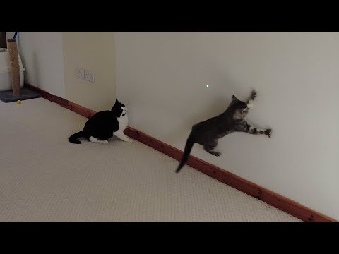 Cats Vs Laser Pointer (2) | 4K