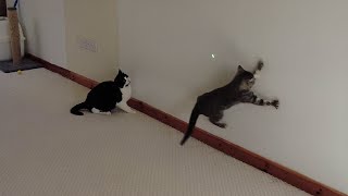 Cats Vs Laser Pointer (2) | 4K