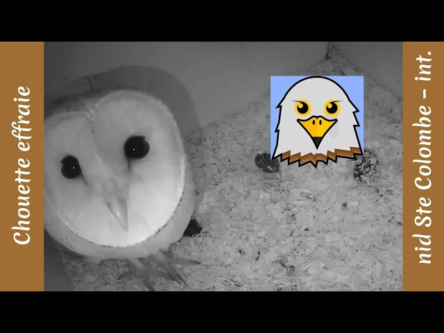 Chouette effraie (nid Ste-Colombe | int.)